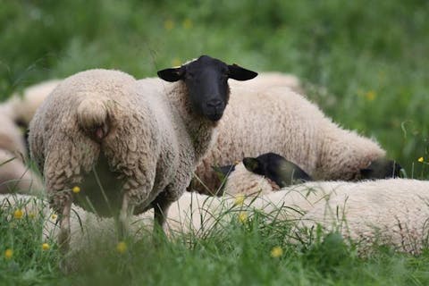 Das schwarzköpfige Rhönschaf als Markenzeichen der Region.