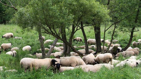 Das schwarzköpfige Rhönschaf als Markenzeichen der Region.